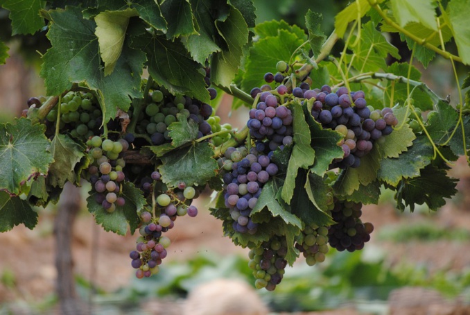 France is losing out on its reputation of the world's first winemaker