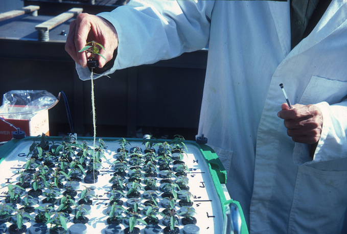 CSIRO Forestry and Forest Products