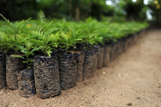 CIAT International Center for Tropical Agriculture via flickr