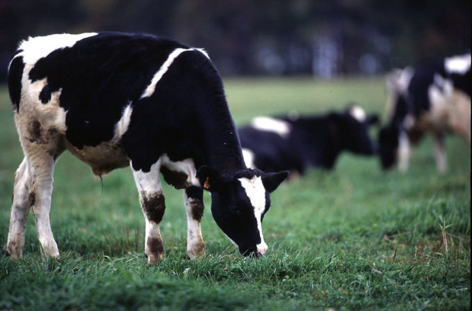 Hot summer threatens the dairy market in Europe