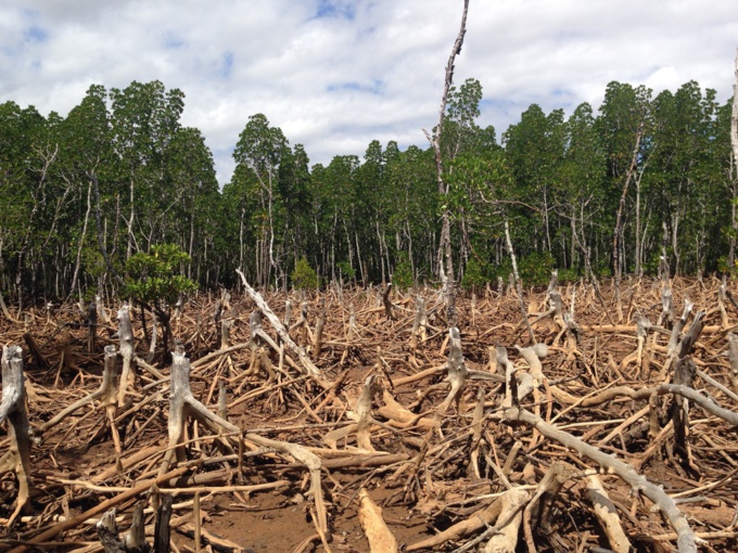 Cunningchrisw Cunningchrisw