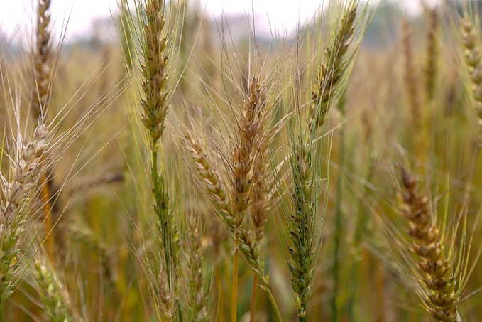 Shariot Sharif Shariot Sharif