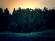 Forests Can Save Humanity from Starvation