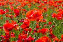 Now Morphine Can Be Created Without Poppies