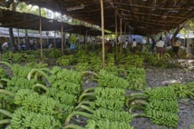 New Age Fungus Creating Havoc For Banana Cultivation New Age Fungus Creating Havoc For Banana Cultivation