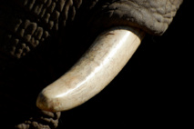 Steve Snodgrass Steve Snodgrass