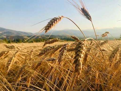IGC lowers 2026/27 global grain crop forecast due to heat waves in Europe