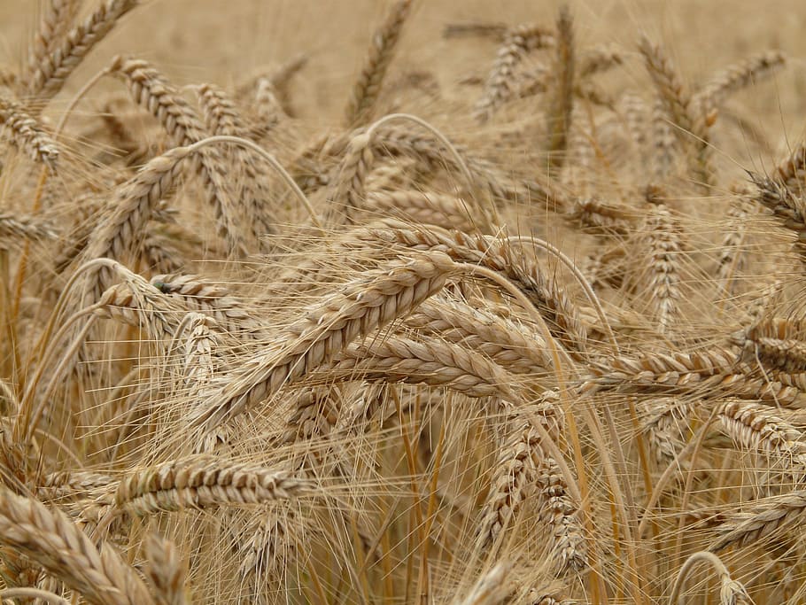 piqsels