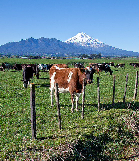 Fonterra Australia to open independent trust to support farmers