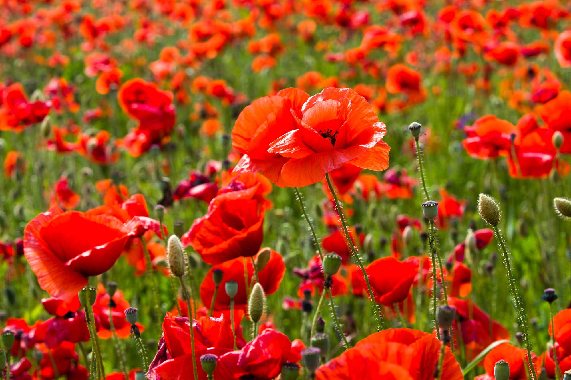 Now Morphine Can Be Created Without Poppies