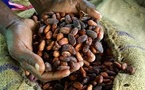 Cocoa bean prices drop below $4,000 per ton for the first time since 2023