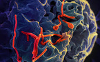 WHO: Ebola outbreak in DR Congo and Uganda is Public Health Emergency of International Concern