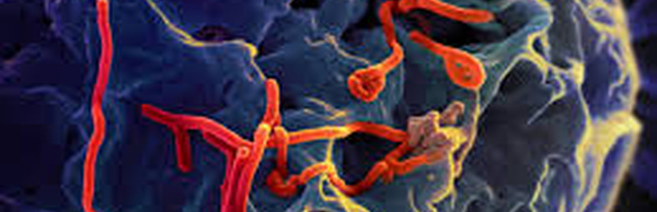 WHO: Ebola outbreak in DR Congo and Uganda is Public Health Emergency of International Concern