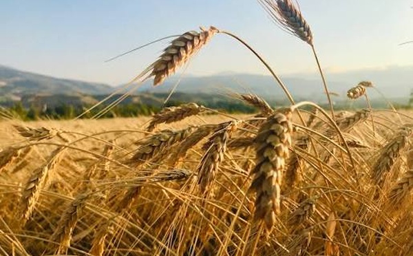 UN warns that global wheat production may decline in 2026