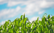 PotashCorp and Agrium Inc. to merge into the largest producer of fertilizers PotashCorp and Agrium Inc. to merge into the largest producer of fertilizers