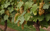 Britain to become the leader in wine production thanks to global warming