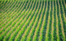 US farmers traded corn for soybeans