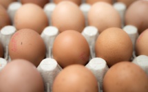 Eggs contaminated with insecticide Fipronil found in France, Britain