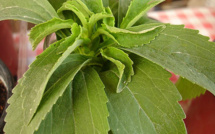 Stevia: sugarless yet sweet investment opportunity