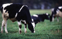 Hot summer threatens the dairy market in Europe