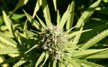 Cannabis is the new Bitcoin