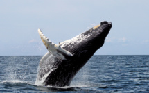 Japan to resume killing whales