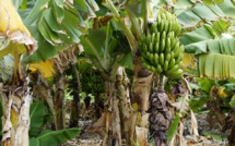Fungus destroying banana plantations in Asia reaches Latin America