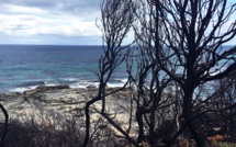 Australian fires burn down 0.5% of economic growth