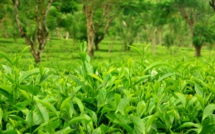 India, Kenya report problems with tea harvesting