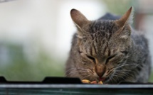 Nestle comes up with new pet food that cuts human allergies to cats
