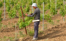 Trump restricts issuance of work visas as unemployment is growing Trump restricts issuance of work visas as unemployment is growing