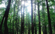 Japan ponders biomass plantation project to provide domestic energy needs