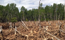 Chinese banks become the world's second-largest sponsor of deforestation