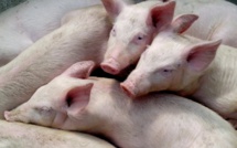 Dominican Republic may lose half of its livestock