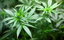 Analysts: Cannabis manufacturers are losing value