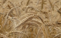 Iraq to make $100m emergency wheat purchase amid rising prices