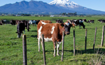 Fonterra Australia to open independent trust to support farmers