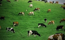 New Zealand’s Risk Concern - Australia