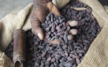 Cocoa bean prices hit highest since 1977
