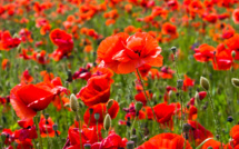 Now Morphine Can Be Created Without Poppies Now Morphine Can Be Created Without Poppies