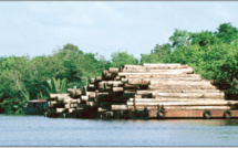 Better Forest Management To Boost Rural Jobs