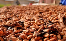 Cocoa bean prices hit new all-time high