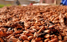 Cocoa bean prices hit new all-time high