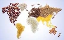 Food is Falling in Price at the World Market