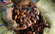 Chocolate Crisis, or What to Expect from Cocoa Beans Prices Chocolate Crisis, or What to Expect from Cocoa Beans Prices