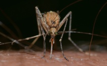 Zika Virus Threatens the 2016 Olympics in Brazil