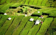 Italian Mafia Earned 16 Billion Euro on Agriculture