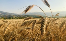 FAO forecasts record global grain harvest in 2025/26 crop year