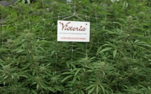 Cannabis Finds Its Place in the Sun in the US