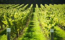 Global Warming Puts French Winemaking Under Threat